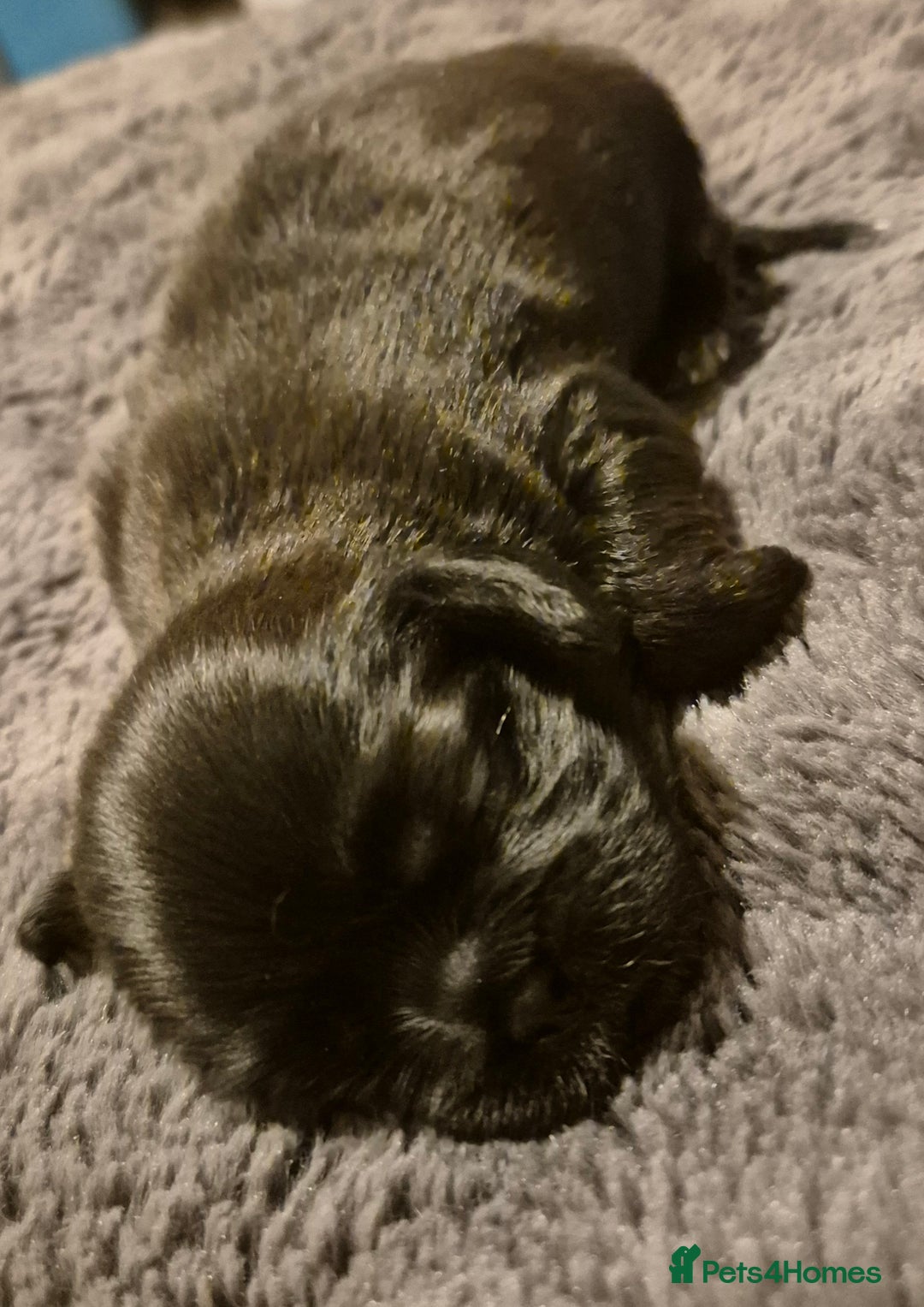 Shih Tzu dogs for sale: ✨ Beautiful Shih Tzu Puppies for Sale ✨ - Image 10