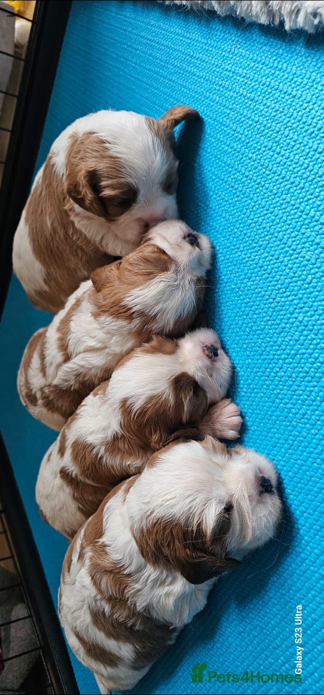 Cavalier King Charles Spaniel dogs for sale: Cavalier king Charles spaniel - Image 1