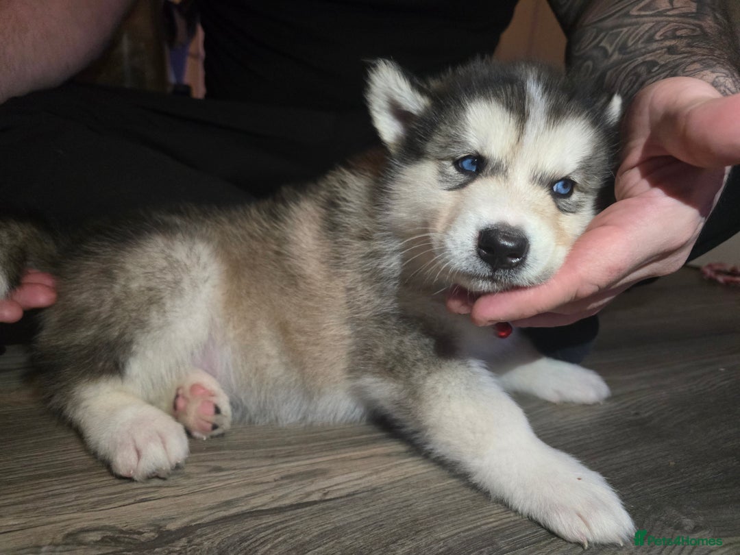 Utonagan dogs for sale: Malamute/Huskies  - Advert 5