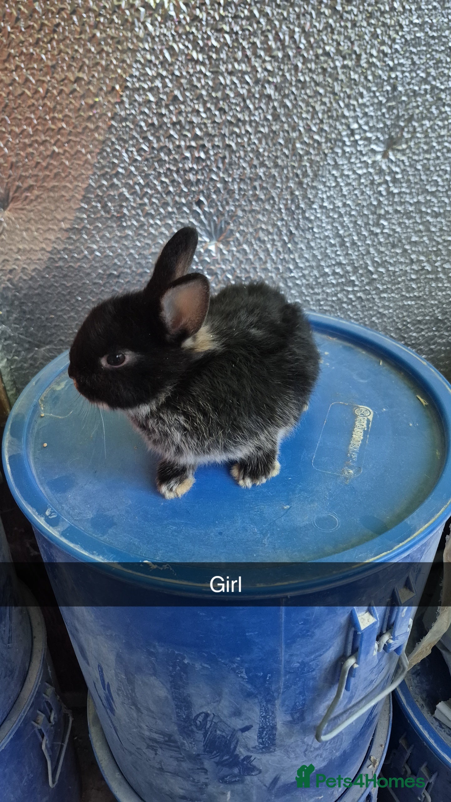 Lionhead rabbits Lionhead Baby Rabbits 8 weeks (Friendly) - Advert 2