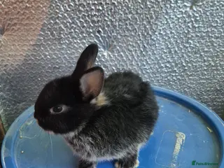 Lionhead rabbits Lionhead Baby Rabbits 8 weeks (Friendly) - Advert 2