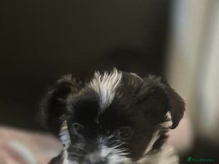 Biewer Terrier dogs Beautiful Biewer Yorkshire terriers Puppies - Advert 1