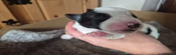 Jack Russell dogs for sale: Jack Russell puppies  - Advert 7