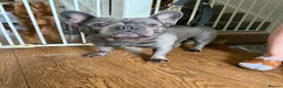 French Bulldog dogs for sale: French Bull Dog Blue And White/Grey - Advert 3