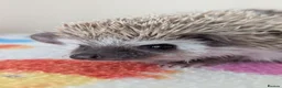 Pygmy Hedgehog rodents for sale: Stunning Hoglets Ready Now and to Reserve  in Romney Marsh - Advert 17