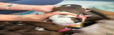Orange Collar