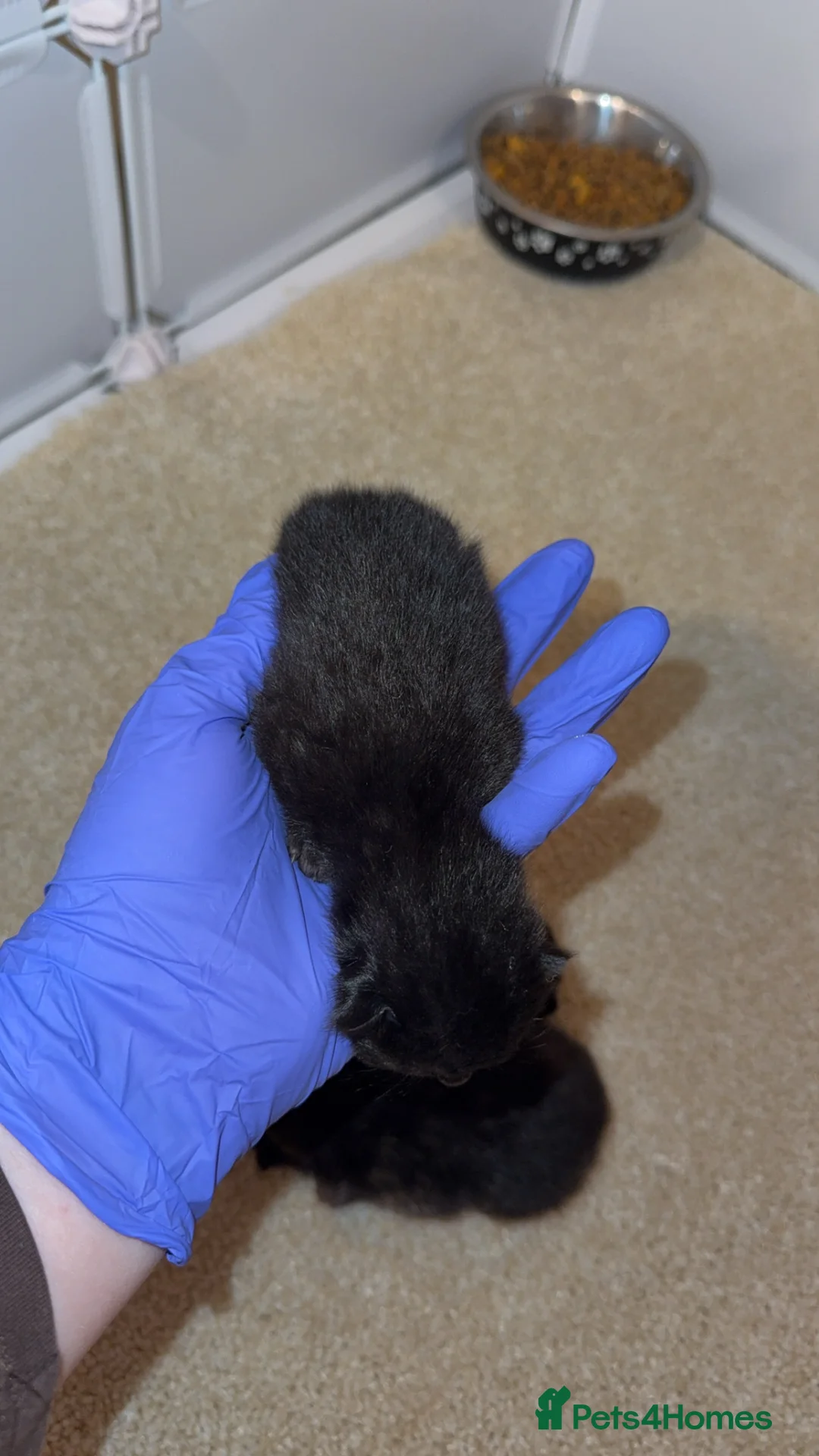 Domestic Shorthair cats for sale: 3 kittens - Advert 9