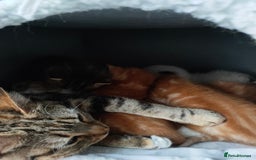 Bengal cats for sale: Adorable kittens looking for loving home. - Advert 7