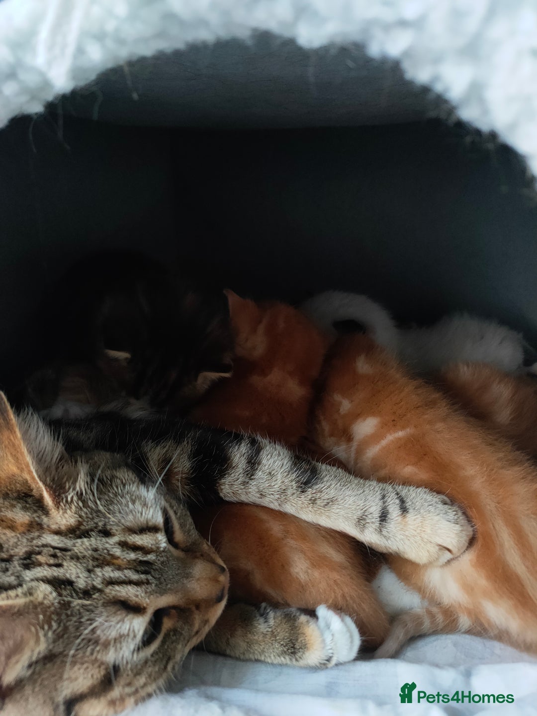 Bengal cats for sale: Adorable kittens looking for loving home. - Advert 7