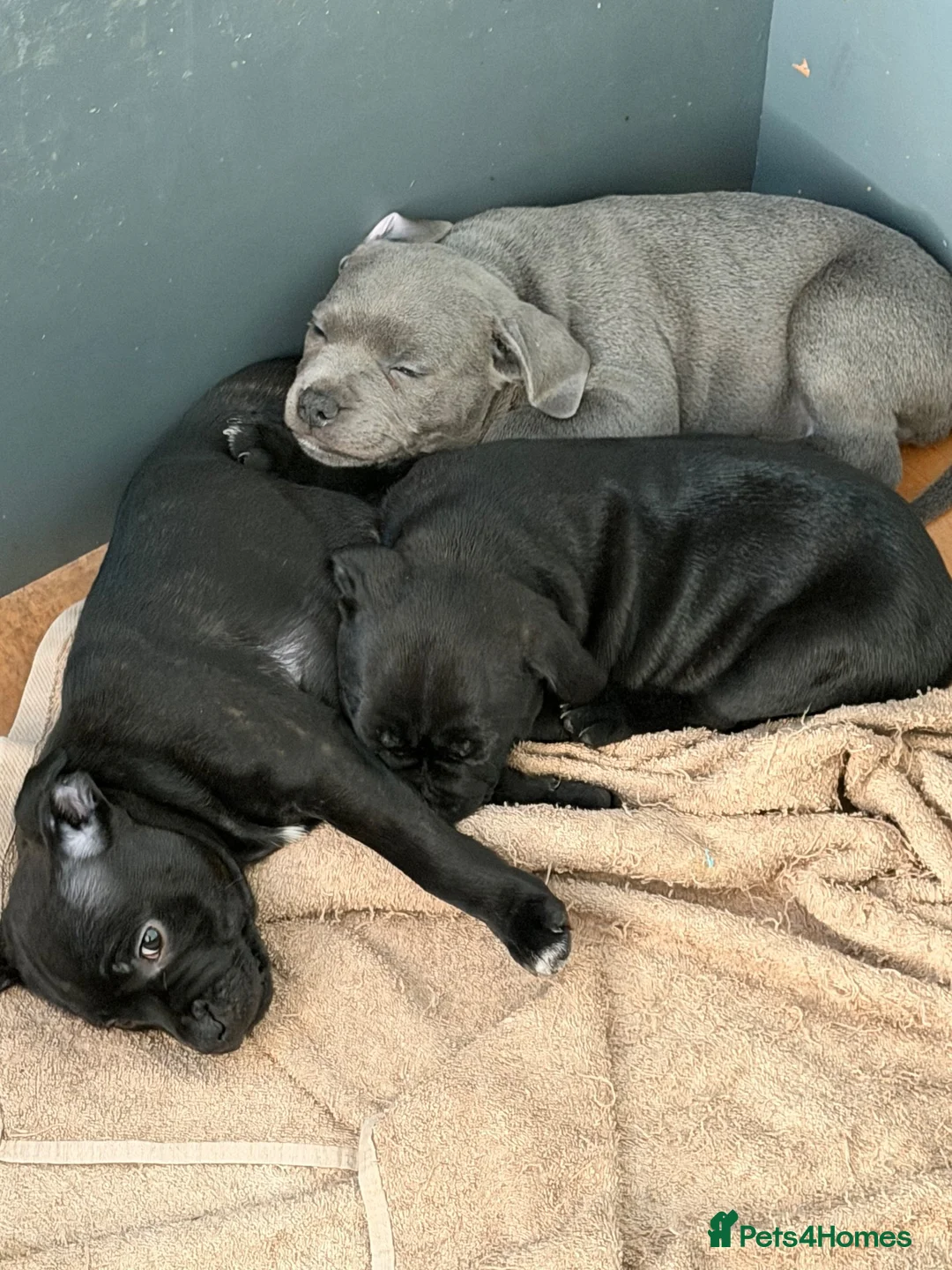 Staffordshire Bull Terrier dogs for sale: Staffordshire bull terrier pups  - Advert 2