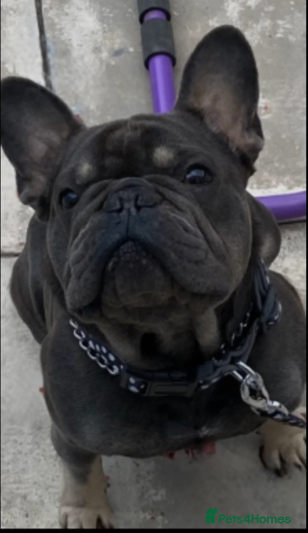 French Bulldog dogs for sale: French Bulldog Puppies✨ - Advert 2