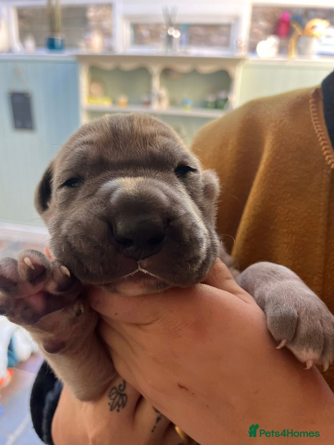 Great Dane dogs for sale: Great Dane puppy’s  - Image 6