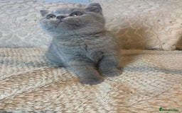 British Shorthair cats for sale: Gccf reg blue bsh kittens active - Image 20
