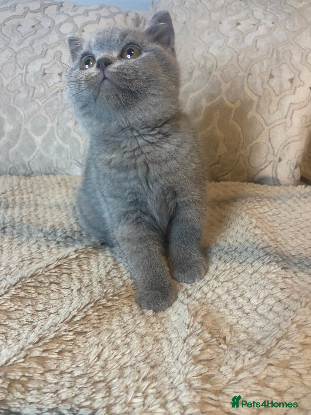 British Shorthair cats for sale: Gccf reg blue bsh kittens active - Image 20