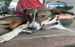 Mixed Breed dogs for adoption: Marble seeks forever home  - Image 2
