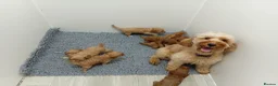 Cockapoo dogs for sale: Stunning Red and Gold F1b cockapoo puppies  - Advert 2
