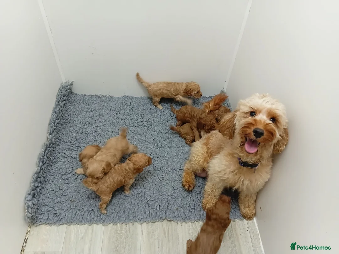 Cockapoo dogs for sale: Stunning Red and Gold F1b cockapoo puppies  - Advert 2