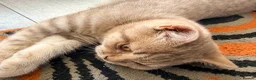 Mixed Breed cats for sale: Scottish Fold x BSH  - Advert 6