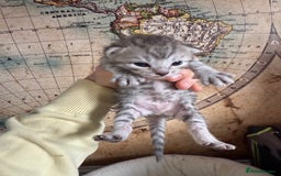 Bengal cats for sale: Bengal Cross Kittens - Image 3