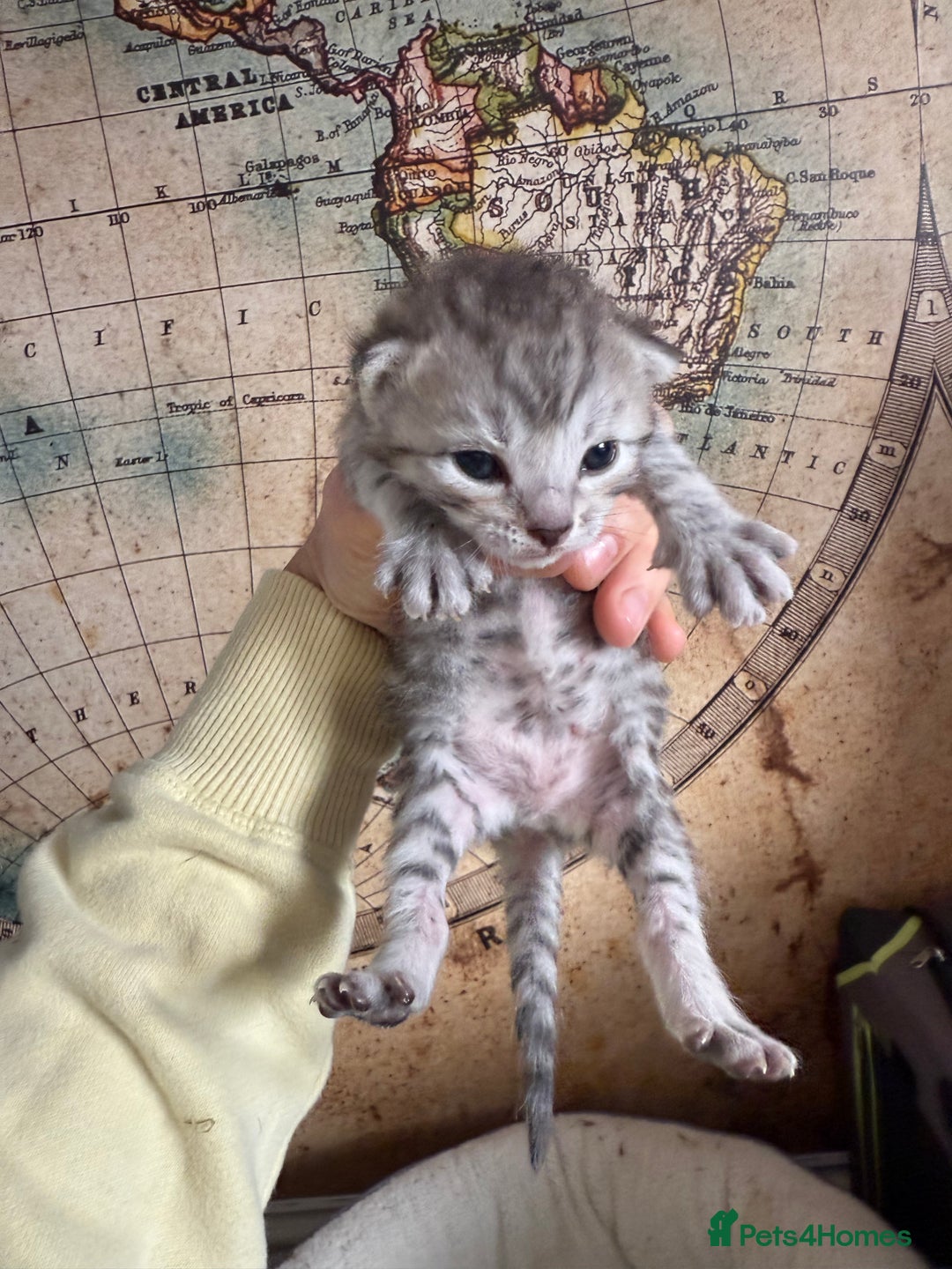 Bengal cats for sale: Bengal Cross Kittens - Image 3