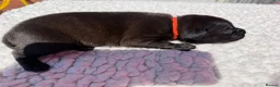 Staffordshire Bull Terrier dogs for sale: 10 Gorgeous Brindle Pups  - Advert 12