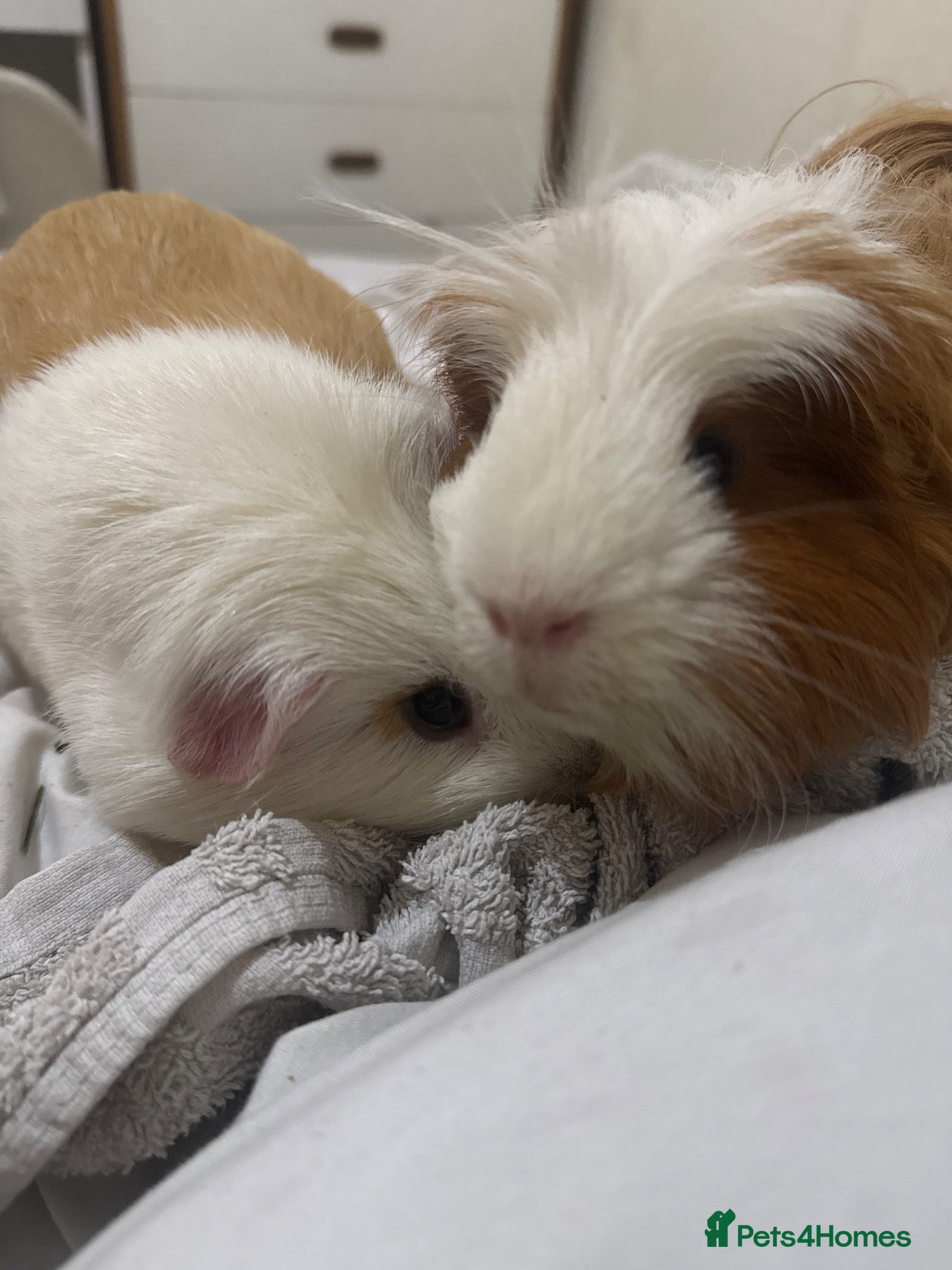 Guinea Pig rodents for sale: 2 male guinea pigs for sale 8 months old - Advert 3
