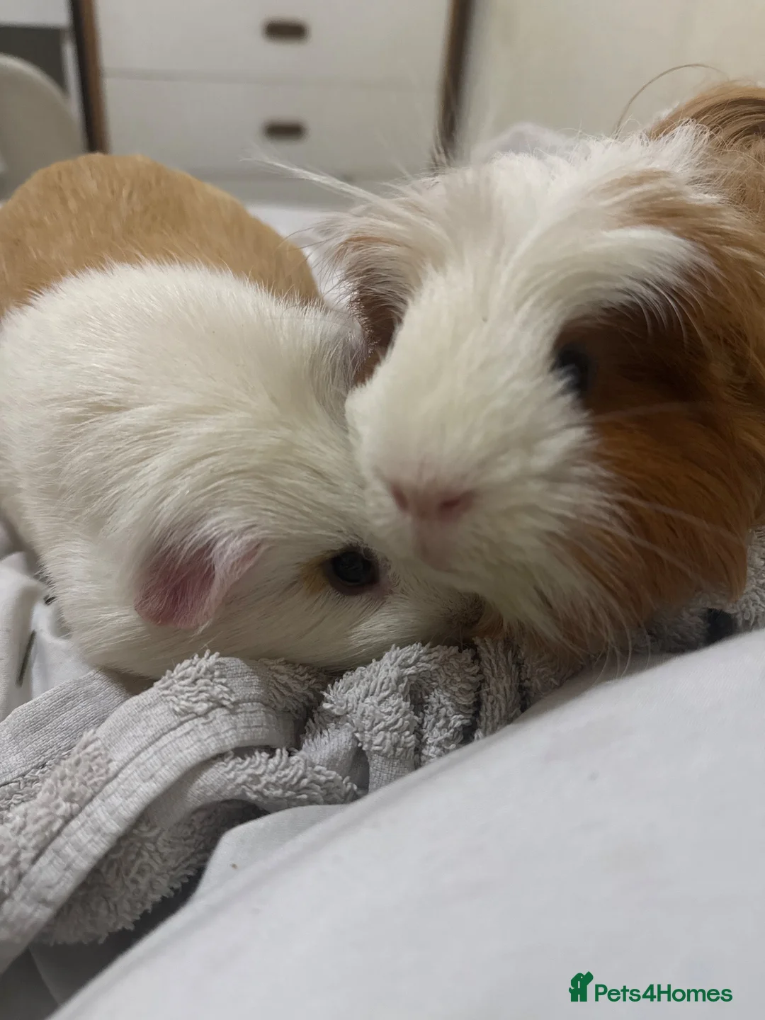Guinea Pig rodents for sale: 2 male guinea pigs for sale  - Advert 1