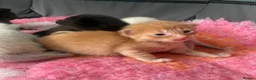 Mixed Breed cats for sale: 6 stunning kittens  - Advert 3