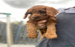 Cockapoo dogs for sale: 3 Cockapoochon puppies available  - Image 7