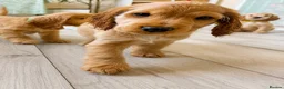Cocker Spaniel dogs for sale: Last KC Golden Show Cocker Spaniel Boy Puppies - Advert 22
