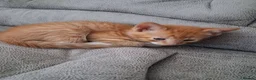 Mixed Breed cats for adoption: Blaze for adoption - Advert 6