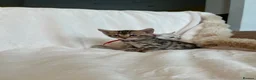 Bengal cats for sale: Stunning Pure Bengal Kittens Ready For Reservation - Advert 27