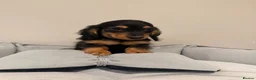 Miniature Dachshund dogs for sale: READY NOW Kc reg boys & girls - Advert 31