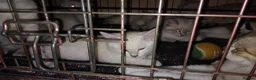 Mixed Breed cats for sale: Kittens for rehoming  in Dunfermline - Advert 12