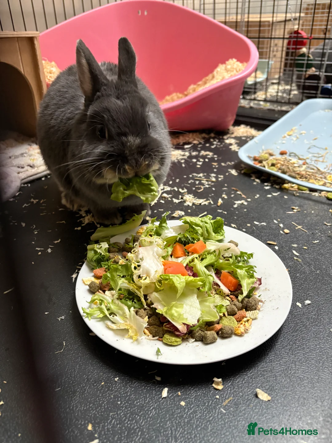 Netherland Dwarf rabbits for sale: Beautiful Bonnie - Advert 4