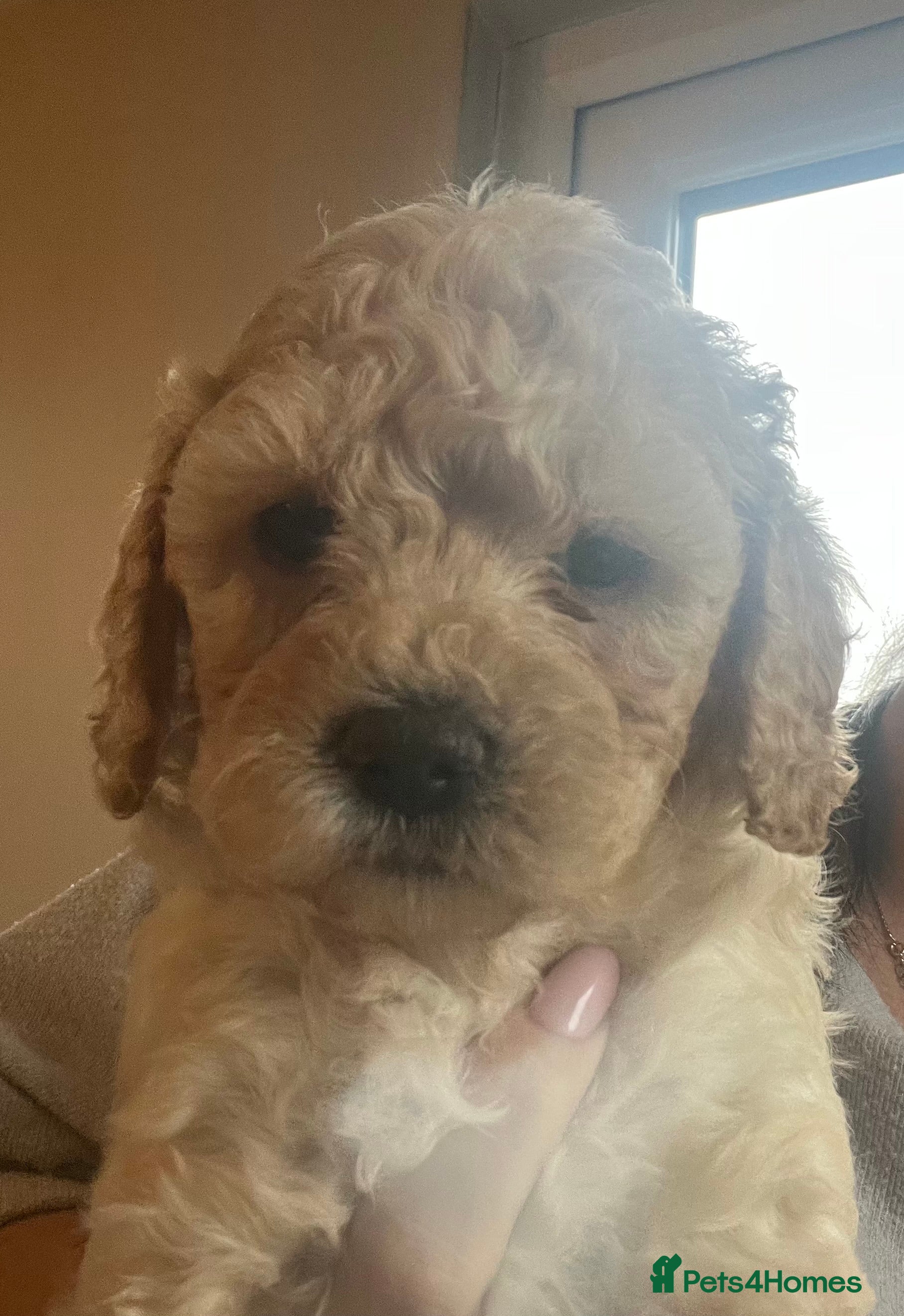 Cavapoochon dogs 2 Cavapoochon Girl puppies ready to reserve  - Advert 3