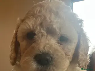 Cavapoochon dogs 2 Cavapoochon Girl puppies ready to reserve - Advert 3