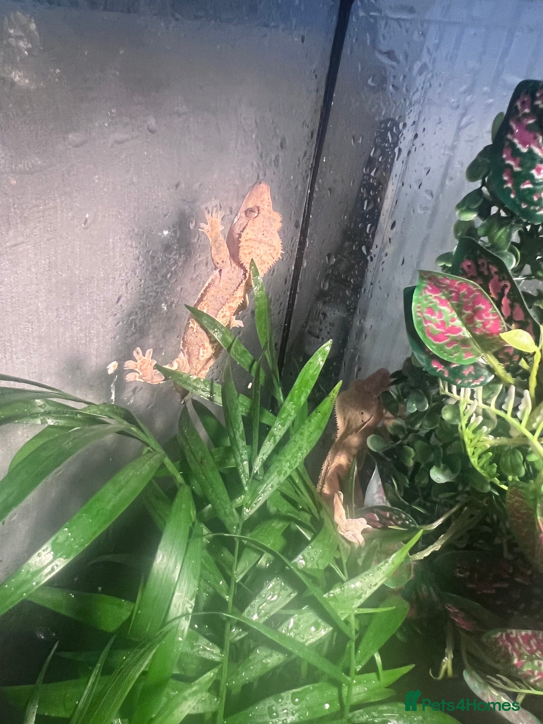 Gecko reptiles for sale: 2 baby crested geckos in Dunmow - Image 10