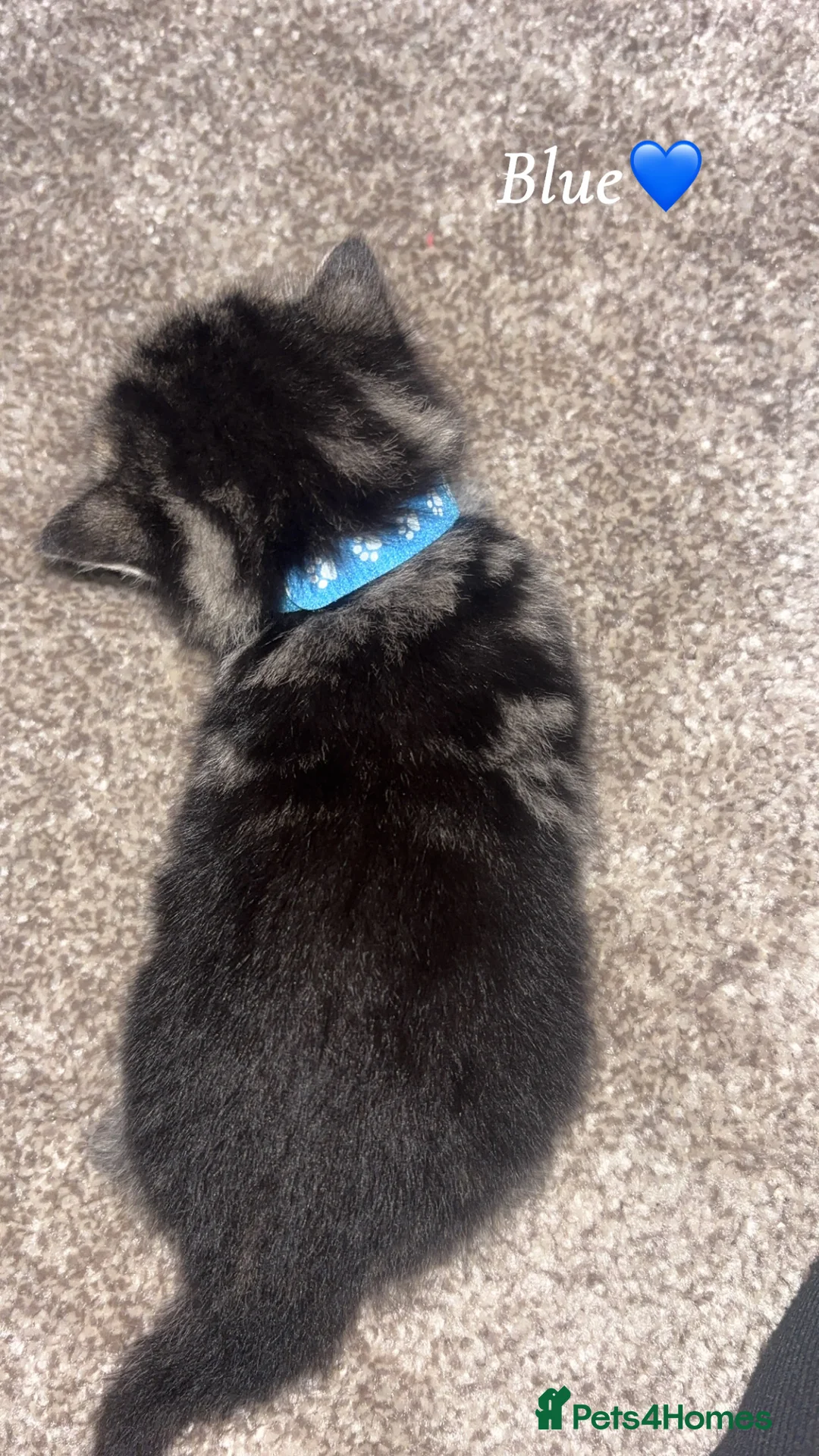 Mixed Breed cats for sale: 1:4 Mainecoon kittens  - Advert 20