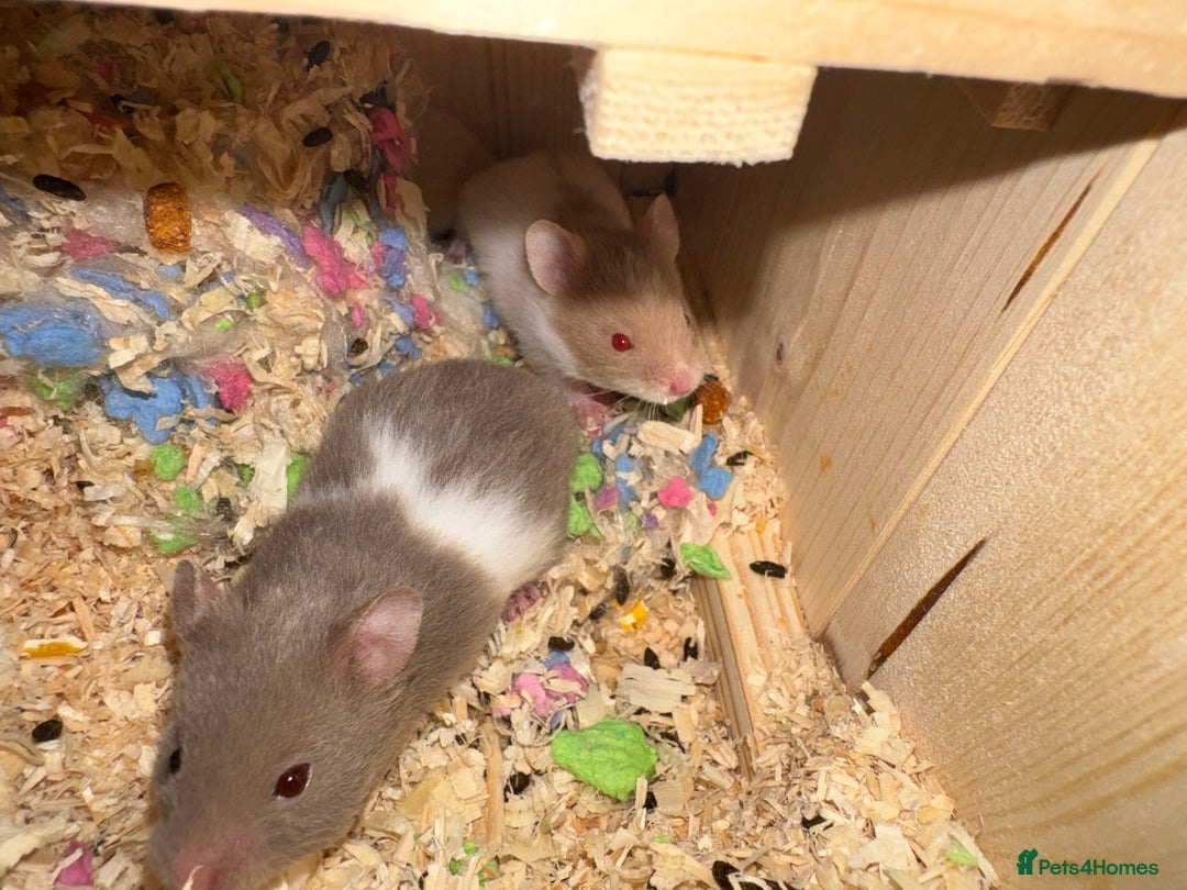 Hamster rodents for sale: Baby hamsters  - Advert 6