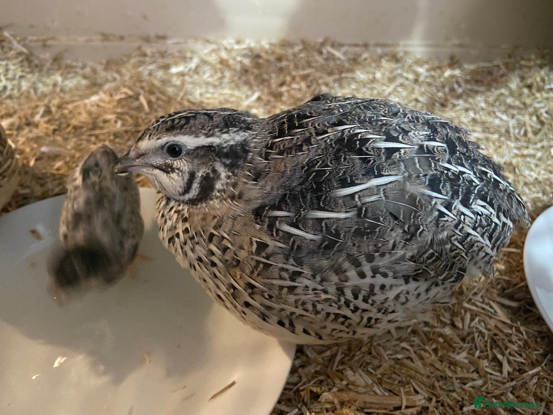Quail poultry for sale: Female and male quails - Advert 3