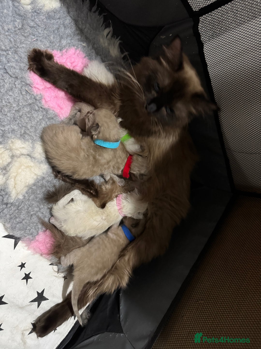 Ragdoll cats for sale: Beautiful Tica registered Ragdoll’s  - Image 17