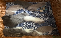 British Shorthair cats for sale: British Shorthair Champion Line kittens 🏆🥇😻 - Image 3
