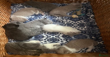 British Shorthair cats - Advert 13