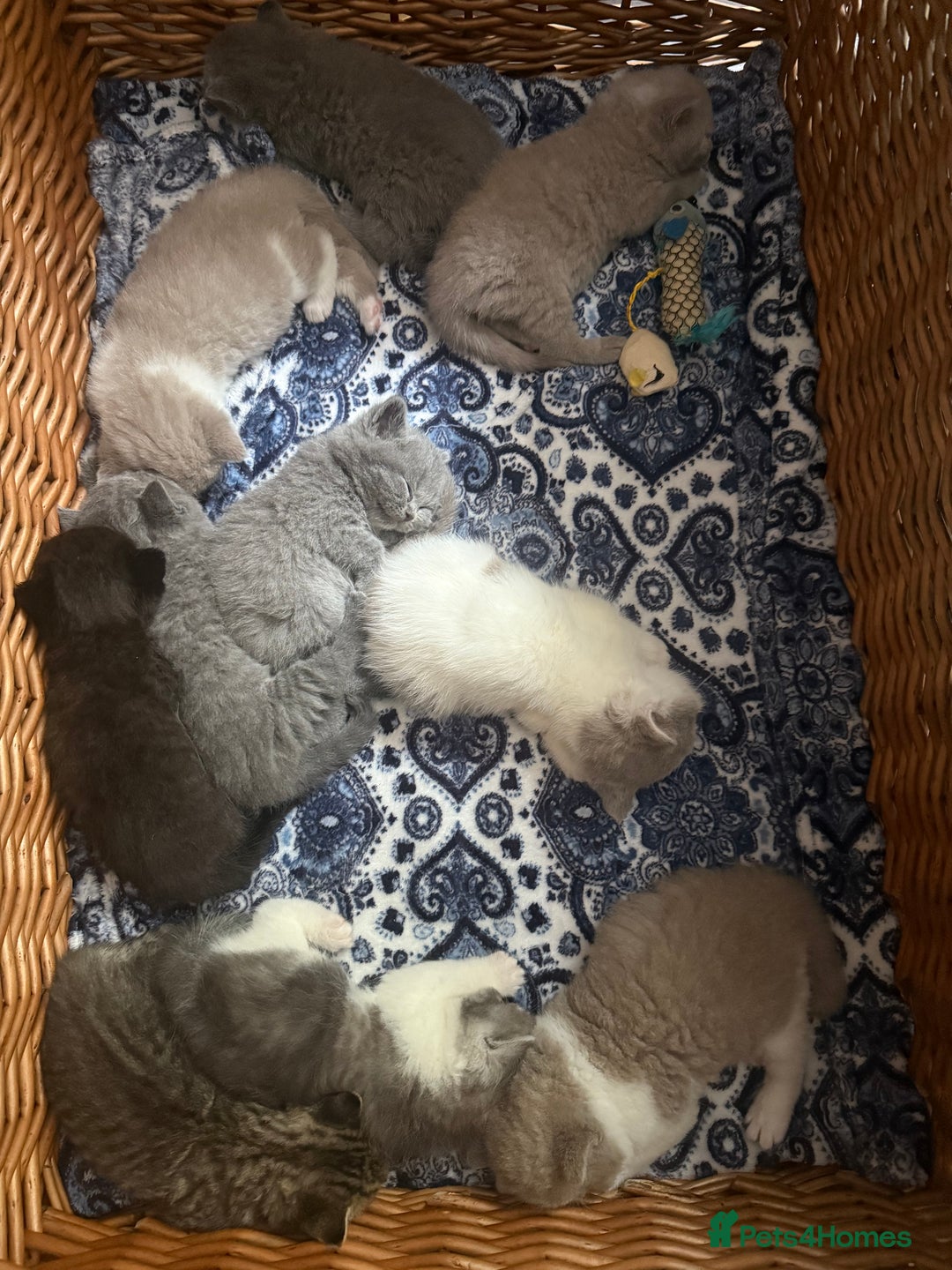 British Shorthair cats for sale: British Shorthair Champion Line kittens 🏆🥇😻 - Image 3