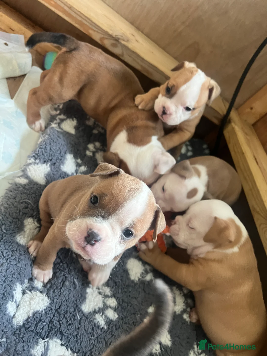 Gallery Image {{count}}