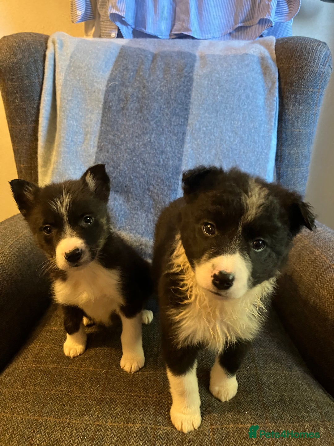 Border Collie dogs for sale: Border Collie Puppies  - Advert 17