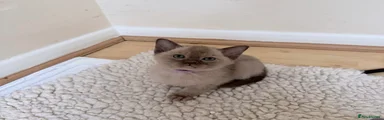 Burmese Kitten 5