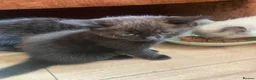British Shorthair cats for sale: 4 beautiful fluffy kittens - Advert 5