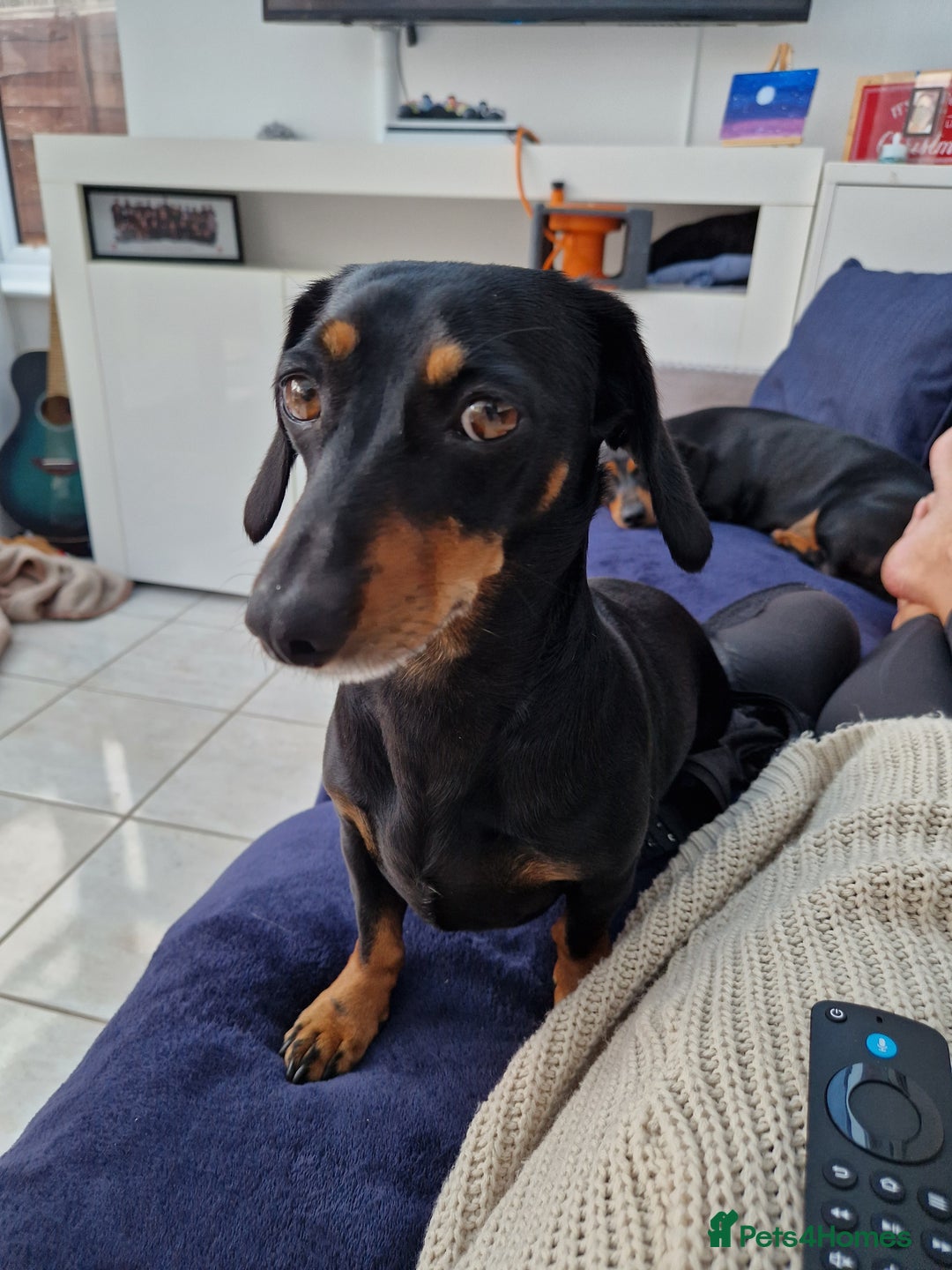 Miniature Dachshund dogs for sale: Looking for a new home 4 yro Miniture Daschund  - Image 1